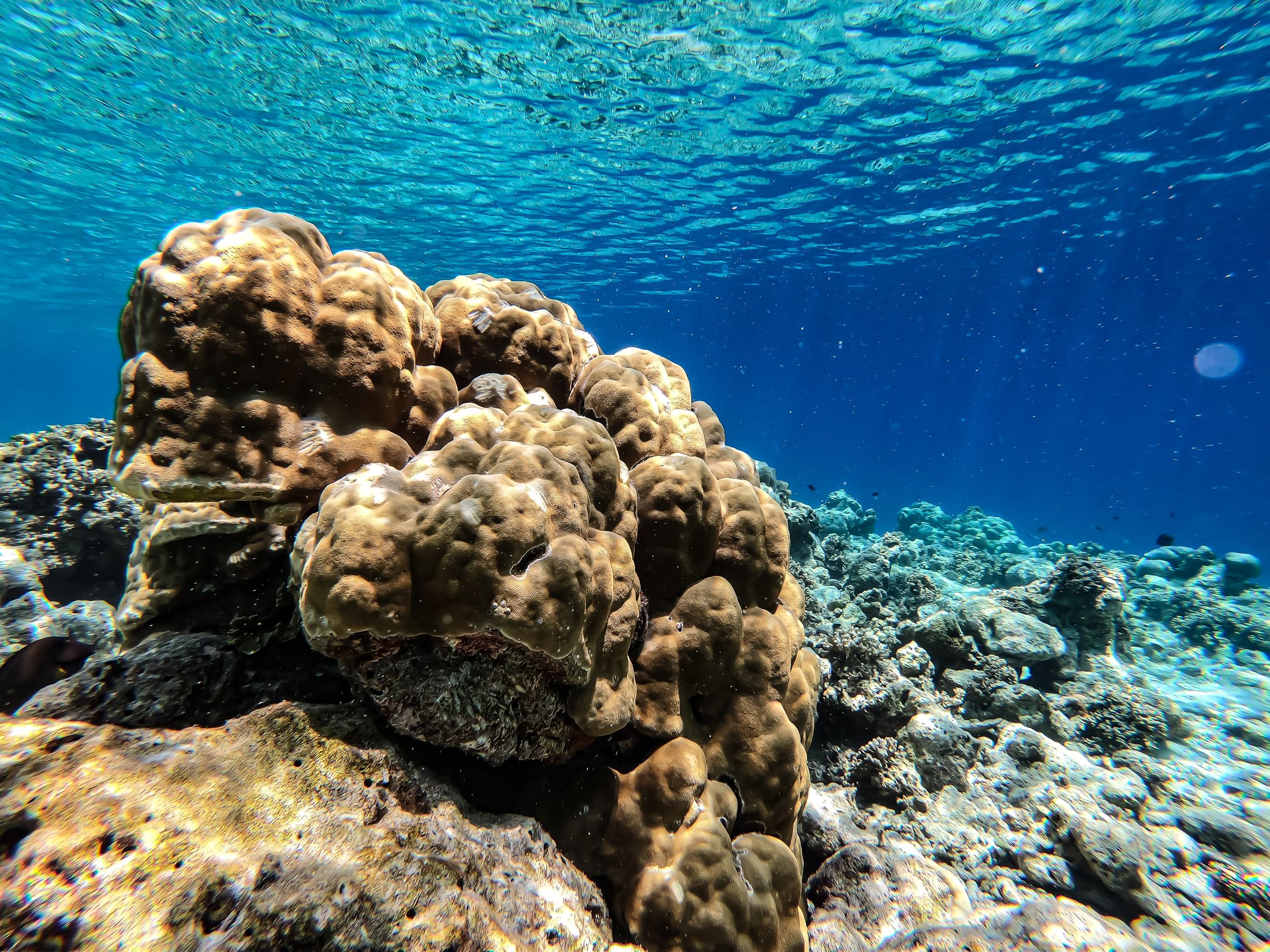 Coral on the reef in clear water