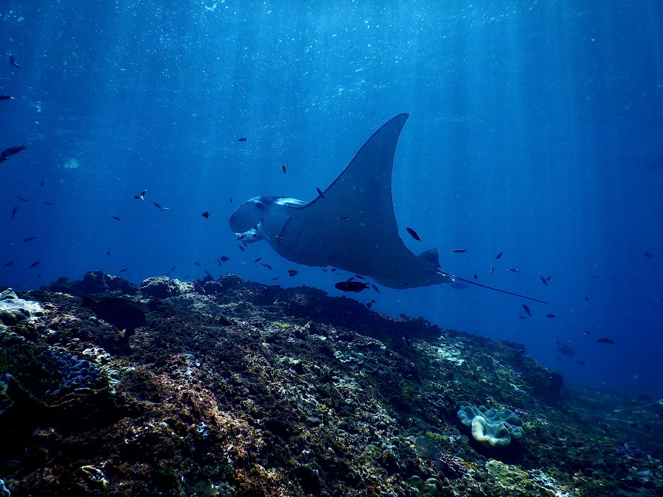 A manta ray over the reef