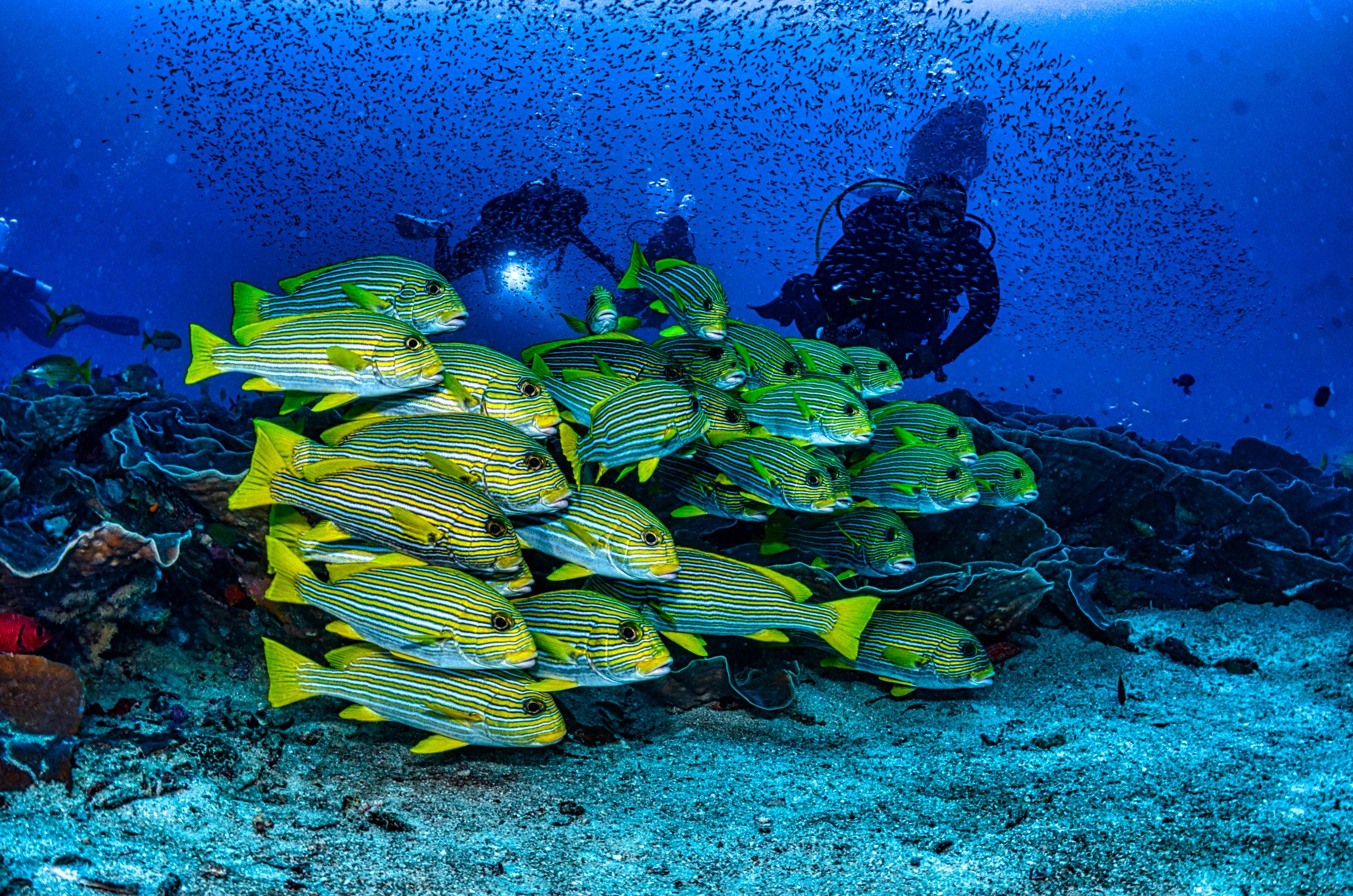 Divers swimming behind a school of yellow-striped sweetlips on the reef